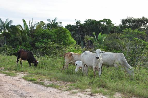 Cada vez mais gado na BR-319, a rodovia que liga Manaus à Porto Velho